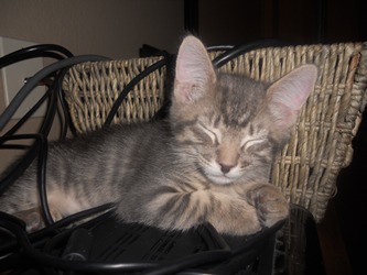 cat 1 cat 1
